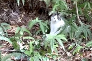 【狩猟】罠にかかったネコちゃんを解体し唐揚げにして食べる動画が・・・。