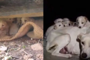 車の下で8匹の子犬を生み育て弱っていたお母さん犬。側を離れないお父さんらしき犬と共に保護されました