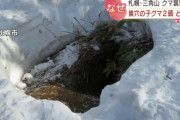 【札幌市西区】母グマに襲われ男性２人がけがをしてから20日…クマの巣穴から子グマ消える　どこへ？
