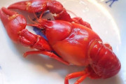 ザリガニさん、普通に美味そう🦞