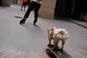 【イヌ】 人が街中をインラインスケートで走り出す。追尾するんだワン♪ → 犬はスケボーでこうなります…