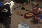 ハスキーの遠吠えを真似て遊ぶ2歳の男の子。笑いすぎて転んでしまうキュートな姿が話題に