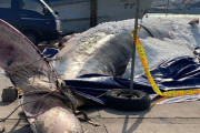 韓国人「海で”偶然”巨大クジラの死体を見つけた！海の宝くじや！！」→海警「絶滅危惧種だから販売禁止ね」＝韓国の反応