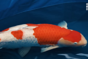 海外「凄く気を使って育ててるんだね」日本一の錦鯉を育てる日本の養鯉場を見た海外の反応