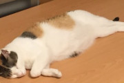 【ねこ画像】美しい光の輪に包まれる猫さん…もしかして猫の神様なのかもしれませんwww