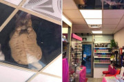 外国人「忍者キャットだ」日本の店を天井から監視する猫が話題に