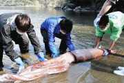 ダイオウイカ 生きたまま福井の海岸に❓❗