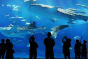 【動画】岐阜にある水族館の広報女性、声も見た目もネット民が好きそうｗｗｗｗｗｗｗｗｗ