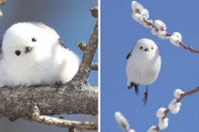 外国人「日本のシマエナガという鳥を見てくれ！まるで綿みたいだ」