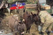 兵站車両欠乏のロシア軍、戦闘部隊への補給輸送にロバや馬も使い始める！