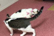【ねこ画像】保護してもらった三毛猫さん…先輩にゃんこやわんことも仲良くできているようで何よりですwww