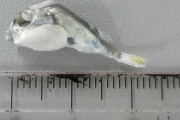 フグの稚魚（2cm程度）食べたらどうなるの？