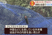 【乞食速報】虫を20匹捕まえるだけで国から1000円支給！
