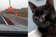 米：女性警察官、高速道路上で立ち往生する猫を救出…[海外の反応]