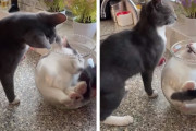 金魚鉢にすっぽり入ってしまった猫とちょっかいを出す猫が可愛い！