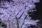 【画像】満開の夜桜見に来たけどアベック多すぎwwwwwwwvwwwvvvvwwwwwwwwvwwwvvvvwwwwwwwwvwwwvvvvw