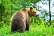 クマに無理矢理ハンバーガー食わせようとするおっさんが見つかる