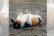 【画像多め】ふわふわな猫ちゃんの画像ください！もふもふに浸りたいんですwwww
