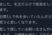 【画像】ブッサイクなネッコ、飼い主に捨てられるｗｗｗｗｗｗｗｗ