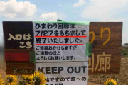 満開の“ひまわり回廊”を伐採　“映えスポット”として拡散…殺到した外国人観光客による迷惑行為で　千葉・習志野市
