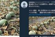 メロン農家「農協抜けます」農協「ふーん」→何者かに除草剤をまかれる 、これ結局犯人は誰なの？