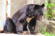ワイ今家族とキャンプ中、クマが出る・・・