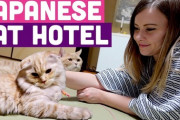 美人youtuberが箱根の猫カフェ旅館を紹介「猫がいるのに障子！？」「ネズミが出る心配ゼロw」海外の反応