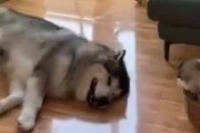イヌの親子が床でくつろいでいた。そこ掃除の邪魔よ！ → お母さんがやってくると…