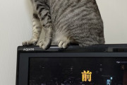 【画像】ワイのぬっこが液晶テレビの画面を引っ掻く