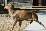 【鹿苑】 脚を失った「奈良のシカ」公開！