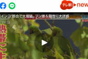 一匹2万円のインコが都会で大繁殖 #宝の山 |  こんなのすぐにカラスに蹂躙されるだろ。糞どころか捕食されたエヴァンゲリオンみたいなグロテスクな死骸が公園に落ちてるようになるよ