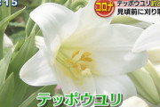 まもなく見頃の８万輪ものユリ　花見客が来ないように全部刈り取り　沖縄