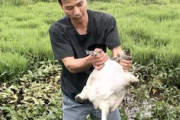 【動画】愛知で逮捕された例のベトナム人。帰国後もスッポンを捕まえて食っていた。