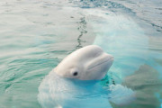 【画像】イルカさん、ガキどもを一網打尽