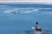 イヌが凍った湖に落ちてしまった。待ってろ！男が氷を割りながら助けに向かった → 結果…