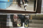 凸凹ガラスを通すと猫がピクセル化する。ドット絵みたいで癒されると海外で話題に