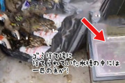 ゴミ捨て場の水槽の中で生き残っていた魚、やさしい女性に救助され元気を取り戻す