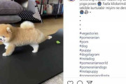 ヨガのポーズをするポメラニアンが「可愛すぎてメロメロ」　動画再生回数110万回超に（トルコ）