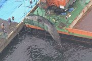 大阪湾のクジラ引き上げ、前回8000万円が今回4000万円　理由は不明