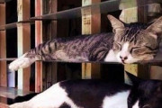 【ねこ画像】飼い主さんの渾身の力作を一瞬で台無しにした猫さん…このドヤ顔がたまりませんwww