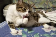 【ねこ画像】抱っこされる大きめ猫さん…お腹のもふもふがたまりませんwww