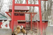 海外「まるで漫画の世界だ！」 日本の神社に本物の神様の使いが降臨したと話題に
