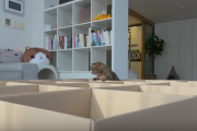ネコが沢山いるので段ボール箱で遊び場を作ってみた 海外の反応