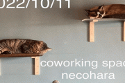 猫に作業を邪魔されたい人のためのスペース『necohara（ネコハラ）』がオープン