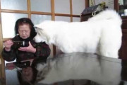 これみたら犬飼うなら「大型犬」が良さそうに思えてきたわ・・・わいが落ちこんでるとき包み込んでくれそう