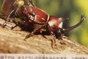 【悲報】セミ、なんJ民だった…一部のオスがヤリまくるせいで4割のオスが交尾できずに死んで行く