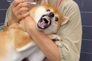 【悲報】柴犬さん、トリミングで大暴れ