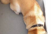 【画像】うちの柴犬がぐっすりお昼寝中…本当に幸せそうなお顔ですwww