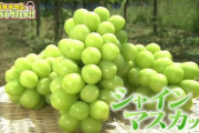 最近シャインマスカットがめちゃくちゃ流行ってるな