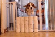 トイレットペーパーの高い壁を飛び越えるビーグルちゃん。何段まで飛べたかな？